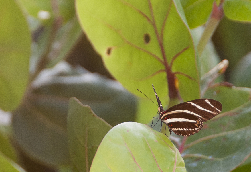  : Nature : Bella's Classic Photography