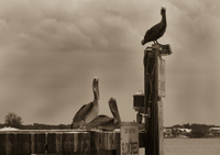 © Bellas Classic Photo