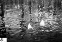 © Bellas Classic Photo