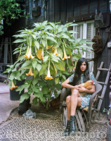 © Bellas Classic Photo